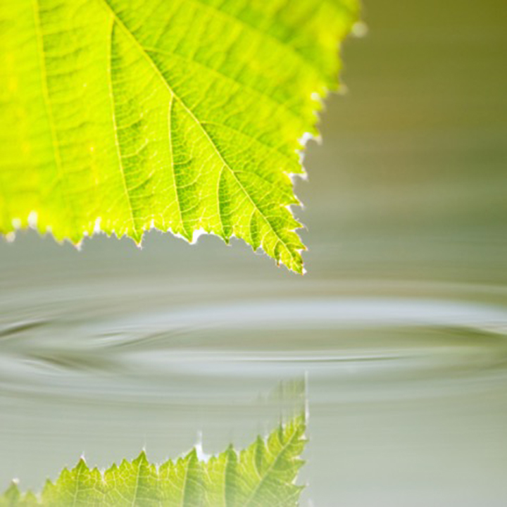 Foglia e Acqua